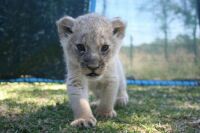 baby cub 2