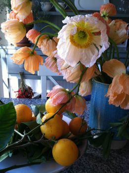 Poppies and oranges.