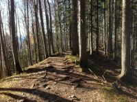 Herbstlicher Bergwald