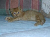 Minky in baby stage in 2003.