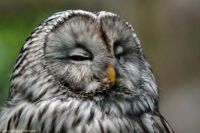 Theme~Ural owl