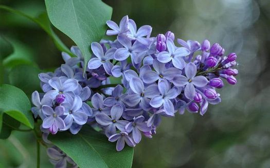 lilac-flowers-inflorescence-purple-petals-wallpaper-preview