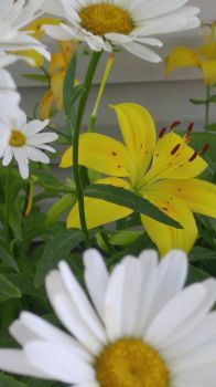 Daisys and Day Lilies