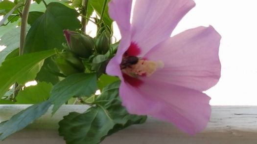 Bee Pollenating