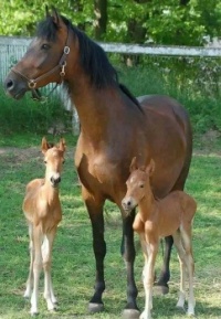 Animals horse with twins.