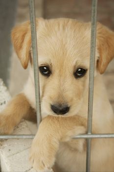 Give a Shelter Pet a Home