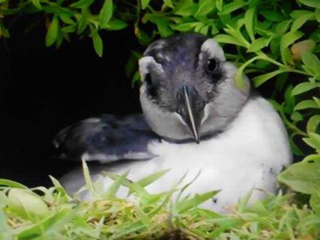 Baby Puffin 2