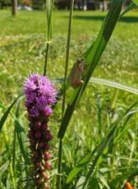 Green Tree Frog and Blazing Star