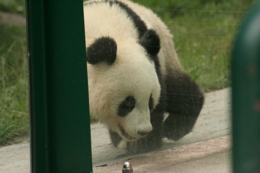 panda's in wenen