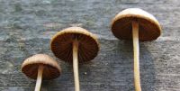 Three little brown mushrooms