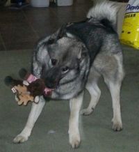 Sparky with his toy