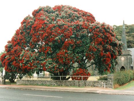Pohutakawa Tree