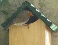 Nesting Time