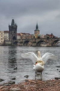 Vltava & Karlův most