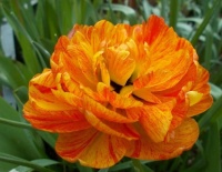 plnokvětý tulipán
