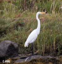 Egret