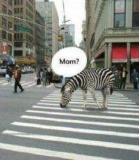 Zebra in the city :-)