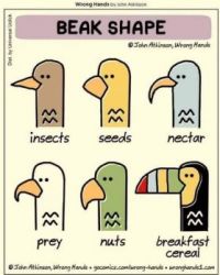 Beak Shapes