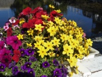 Flowers  from Savonlinna