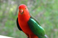 One of our beautiful Australian parrots.