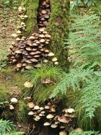 A lot of Mushrooms. The Netherlands.