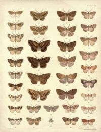 New_Zealand_Moths_and_Butterflies_(1898)_09