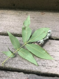 Leaf on deck