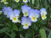Pretty Pansy Faces