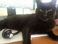 Boo keeping you occupied while you work on computor
