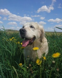 Happy Doggie