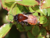 tawny mining bee - Andrena Fulva (vosje)