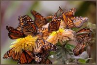 Fragile beauty