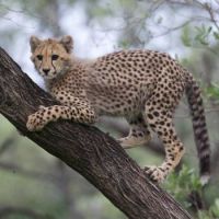 Cheetah Cub -  What Am I Doing Up Here ?