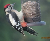 The Older Juvenile Greater Spotted Woodpecker again
