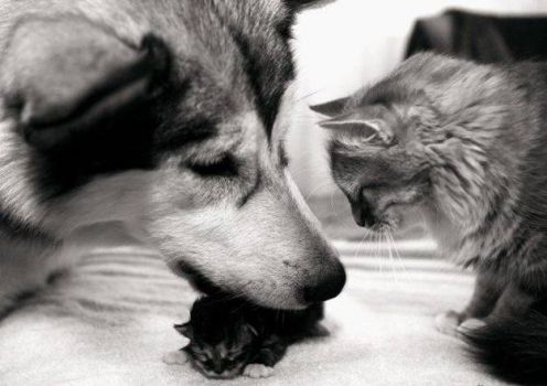 Every cat should have a dog.