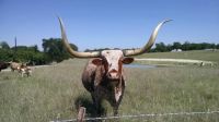 The Longhorns on my place are a curious bunch!