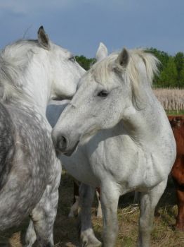 Horse Friends