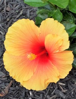 Hibiscus-Hawaiian Punch