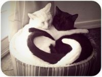 white and black kitties