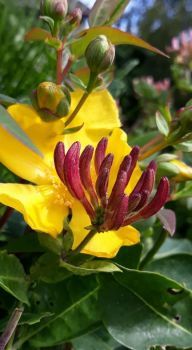 Honeysuckle