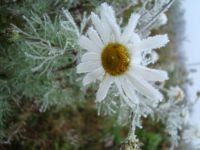 frost daisy