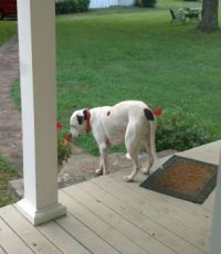 Henry Stopping to Smell the Flowers