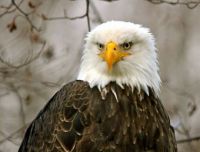 Nickie' Grumpy Eagle
