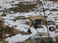 A Cardinal?