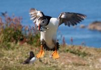 Flying Puffin