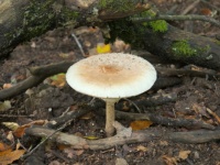 Mushroom in Daun