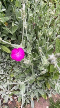 Rose campion