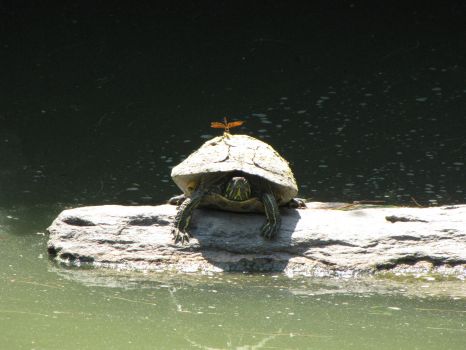 Turtle and friend