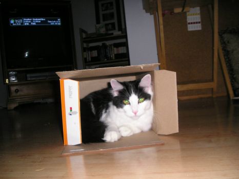 Brandee in a box