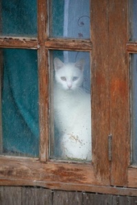 Ghostly cat